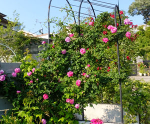 薔薇（バラ）が美しい新横浜の金子さんのBerry’s Garden（2017年5月撮影）