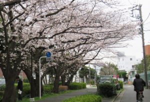 今年も大倉山の桜を静かに愛でることになりそう（太尾堤緑道、2019年3月）