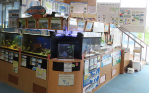 「鶴見川水族館」についてのクイズなども予定