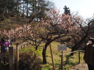 大倉山公園内には「梅林マップ」も。梅の木には名前が記された札もありわかりやすい。この日（2月8日）もカメラを片手に多くの人々が訪れていた