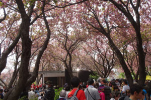 「新型コロナ禍」前までの菊名桜山公園には、桜の満開期のイベントに多く人々が訪れていた（2019年4月）