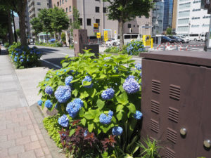 オフィス街の「何気ない風景」に、新横浜らしい花の彩りがまた加わるようになった。あたかもその姿は「紫陽花（あじさい）ロード」、また「あじさい通り」といった風情も