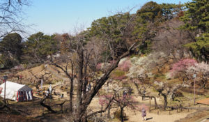 梅の花が早くも「ほぼ満開」となった大倉山梅林（大倉山公園内）には多くの観光客がすでに訪れ賑（にぎ）わっていた（2月21日）