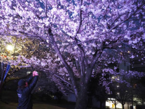 「降ってくる」かのような満開の桜たち。地元エリアから来訪し写真撮影を行う人々の姿が多く見られていました