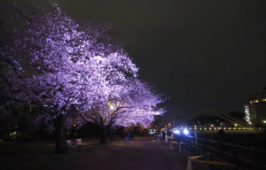 ライトアップには16基のLEDパーライトを「桜花を際立たせる」ポイントで使用。前年と同様に8本の桜の木を照らしていました