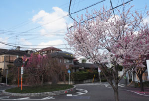 街の「シンボル」桜が植えられたロータリーの写真を採用。現在、錦が丘には公道に108本もの桜の木が植えられている（3月22日）