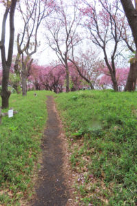 自然を守る「風致公園」として整備された。「なだらかに下っているところが菊名桜山公園の魅力」と清水さんは語る