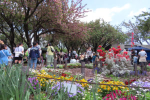 菊名桜山公園（菊名3）は「菊名花と歴史のツアー」のルートとなっている（4月16日）