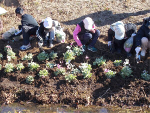 新横浜公園にて行われた「小机小学校サクラソウプロジェクト」での植樹の活動の様子（1月29日、同小学校提供）