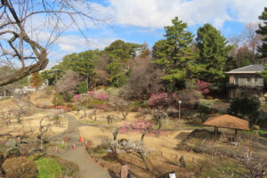早くも大倉山公園では梅林の梅の花が見ごろに。「例年より2週間ほど早いのでは」と公園関係者（2月8日10時ころ）