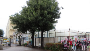 午前中までに降っていた雨も止み、いよいよ太尾小学校50周年記念事業ファイナルの日を迎えました